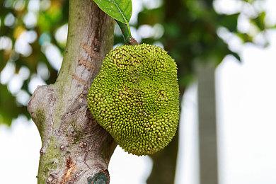 《天国：拯救》销量已突破800万份 这值得祝贺！